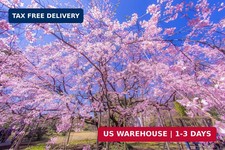 Weeping Cherry Tree Seeds for Planting | 10+ Seeds | Highly Prized for Bonsai, W