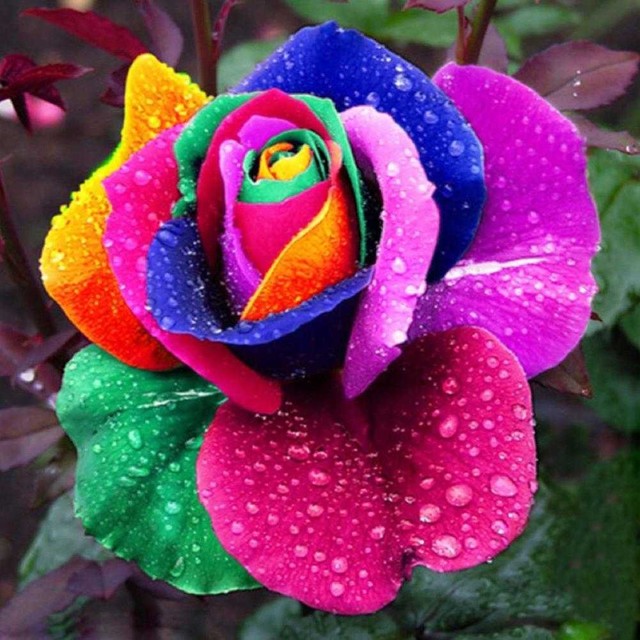 Multicolor 200PCS Rare Rainbow Rose Flower Seeds Home