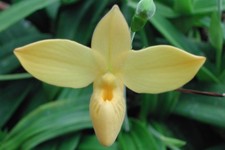 Phragmipedium Hanne Popow #1  (besseae x schlimii)