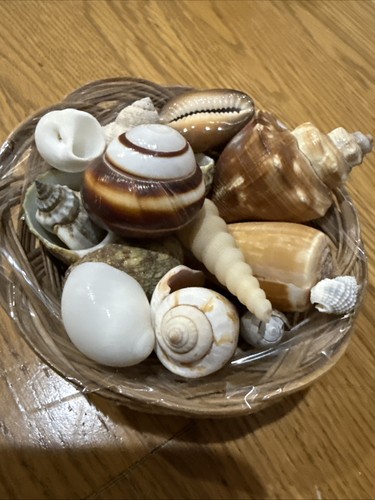 Cesta pequeña con conchas 🐚 14 canastas decoración playa conchas tropicales - Imagen 5 de 5