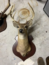 White Tail Deer Shoulder Mount