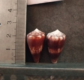 COLLECTION COQUILLAGE : CONUS BOETICUS RUPPELLII