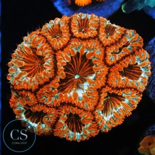 CS ELECTRIC FLAME BLASTO COLONY - WYSIWYG LIVE CORAL