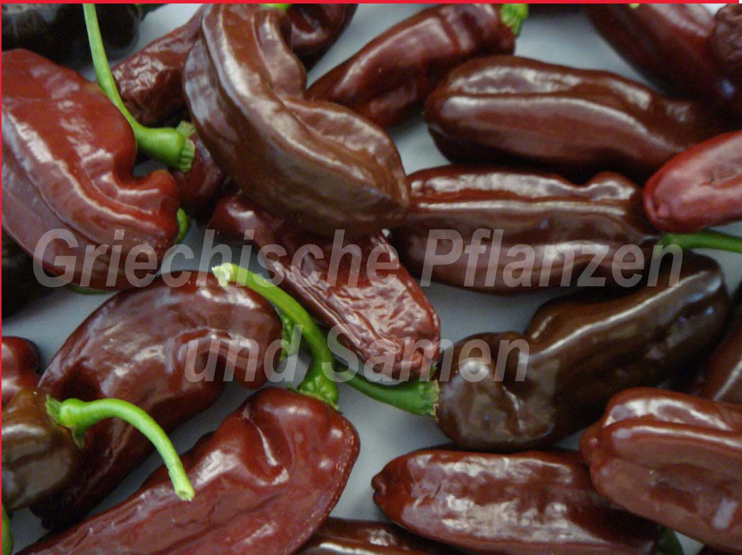 Habanero Chili Samen – Ultrascharf, Portion Für Ca. 20 Pflanzen, Ideal Für Scharfe Liebhaber