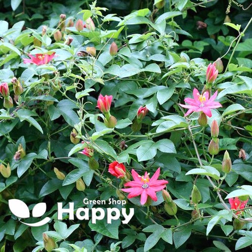 BANANA PASSIONFRUIT 10 SEEDS Passiflora mollissima EDIBLE ORANGE