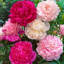 50 pcs MIXED COLOUR DOUBLE PEONY SEEDS GARDEN FLOWER FREE