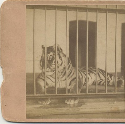 Caged Tiger, c1880, London, England, Animals, Stereoview