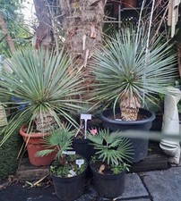 Yucca Rostrata 100-110cm  Hardy To - 15c. Tropical Garden plants