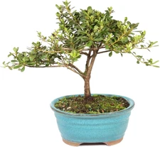 Live Satsuki Azalea Flowering Bonsai Tree - Small, 5 Years, 5 to 8 in - Outdoor