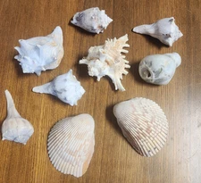 Lot of 9 Sea Shells- Various Types and Sizes Crafts Collections