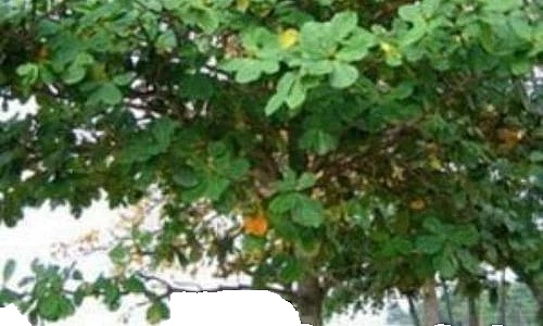 Catappa Indian Almond Leaves for Aquarium Fish Shrimp Betta Discus Natural Water - Image 4 of 4