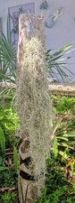 3 FT LONG Thick Live Spanish Moss Air Plants Tillandsia Usneoides On Wire Hook