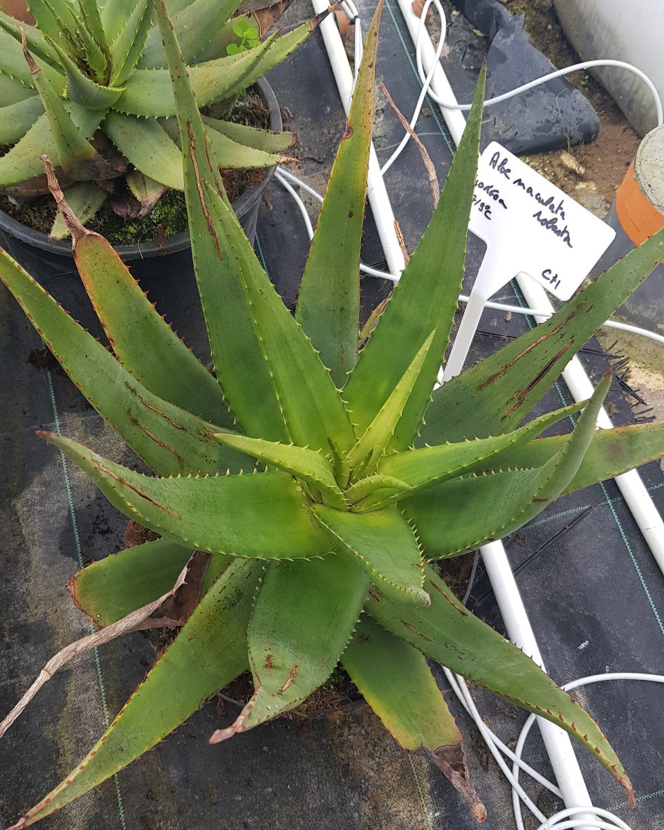 Aloe maculata Robusta plante grasse extérieure aloès maculé de 10L pour jardin sec et rocaille