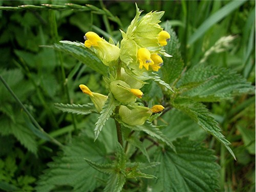 WILD FLOWER YELLOW RATTLE 2 GRAM ~ 600 SEEDS RHINANTHUS MINOR - Afbeelding 2 van 3