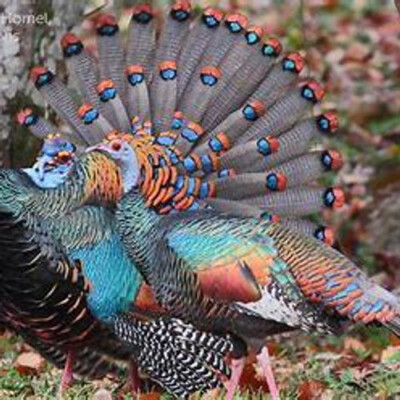 Ocellated Turkey lower back and rump feathers