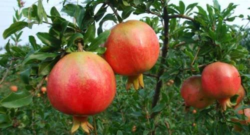 Seeds Pomegranate 40x Fruit Tree Punica Granatum Organic Rural Australian Grown.
