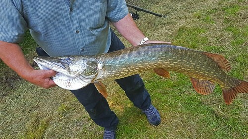 Bavaria Köderfisch-System Geschenk -Set GSUWV verschiedene Varianten - Bild 6 von 22