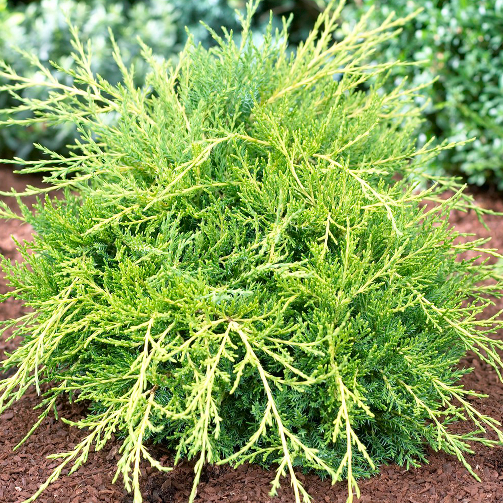 Juniperus Gold Coast - Evergreen Juniper - Hardy Shrub  | 15-30cm (incl. Pot)
