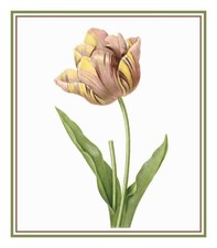 Redoute Flower Illustration Tulip Counted Cross Stitch Chart Pattern