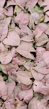 Syngonium pink ,Syngonium coral,  Podophyllum Arrowhead Plant in 3" Pot