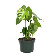 American Plant Exchange Monstera Deliciosa - Live 6-Inch Pot, Easy-Care Split...