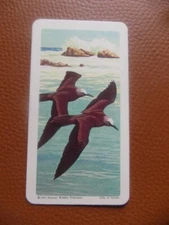 Brooke Bond Canada Tropical birds 1964 original teacard No.9 of 48, cv£o.75
