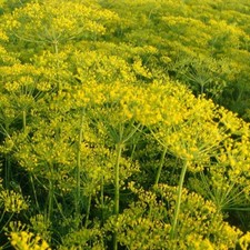 Dill Seeds 600 Fresh Dill Garden Herb Seeds - Easy