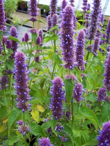 Agastache rugosa 'Liquorice Blue' - Korean Mint 9cm pot ...