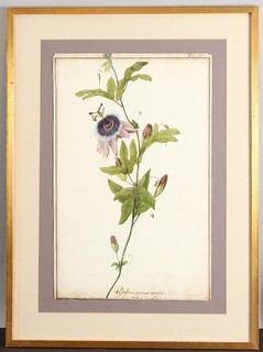 1836 Antique 19thC Botanical Illustration Painting PASSION FLOWER Passiflora