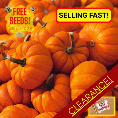 #ad #ad Fresh Jack Be Little Mini Pumpkin Seeds Heirloom Non GMO Vegetable Seeds $2.05