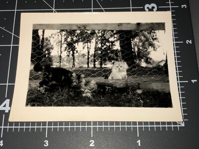 Weird Jealous White Cat in Quarantine Fence Pet Calico Vintage Snapshot PHOTO