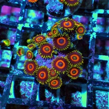 WYSIWYG - Ultra Zoas Frag 0048