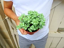 String of Buttons Crassula perforata Succulent