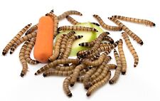Live Fresh Superworms - 100% Organically Grown Large (1.5"-2") + Free Shipping
