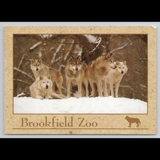 Vintage Brookfield Illinois Zoo Postcard Grey Wolves Unposted Scenic Collectible