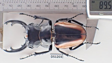 D51203. Insects, Lucanidae: Odontolabis Cuvera sp. Vietnam Central