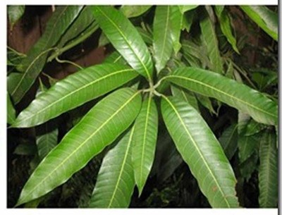 Buy A Pack of 25 Fresh Mango Leaves Get 5 Free! Makes Delicious Tea - pack of 3