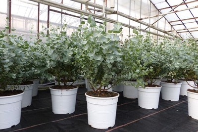 2 Stück Eucalyptus Gunni Busch Eukalyptusbaum, Höhe 45-55 cm Pflanze winterhart