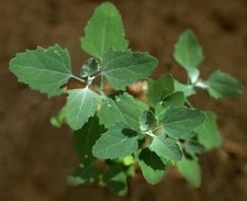 400 + Lambsquarter seeds/ goosefoot, wild spinach, organic crop of 2025