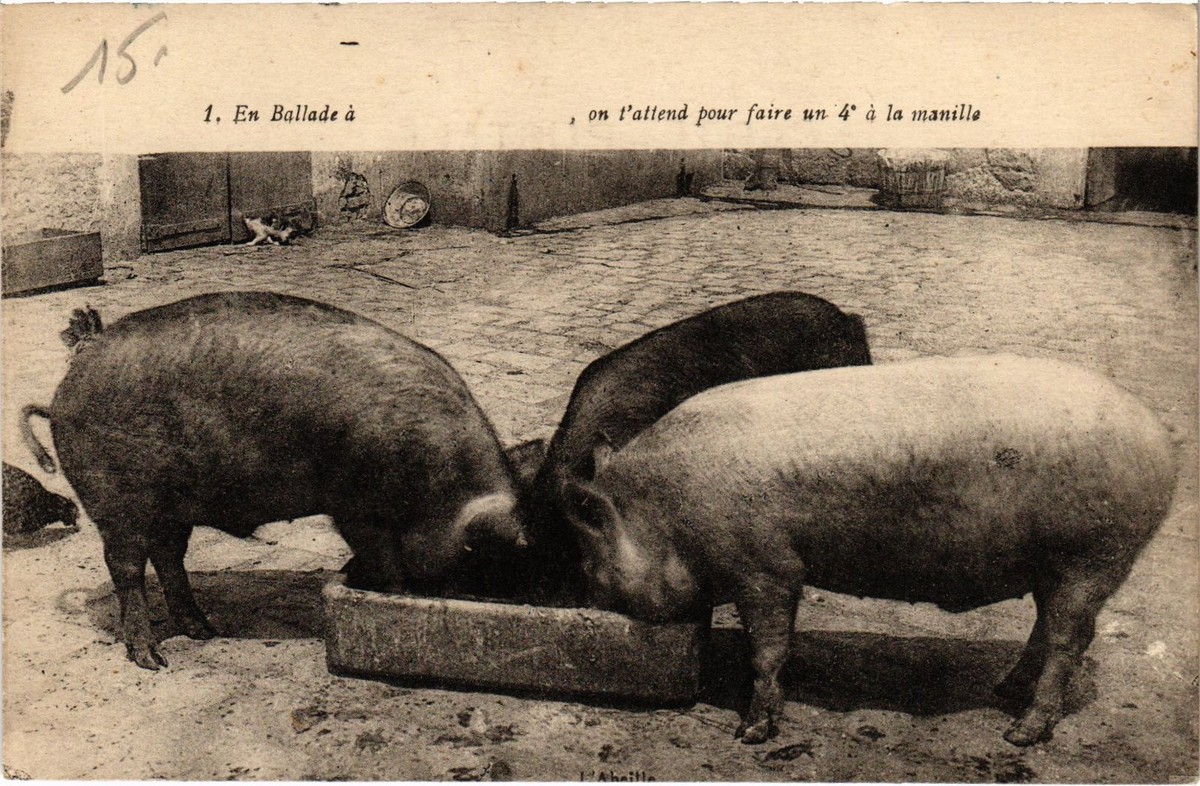 PC PIG COCHON PIGS (a37089) | eBay