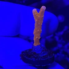 Live Coral Frag Absolutely Fish Naturals Branching Manila Sky Montipora Wysiwyg