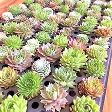 Wedding Favor Succulents - Hens & Chicks Baby Sempervivum Plants 36 pack plugs