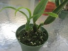 Encyclia GARCIANA Flowering Species Orchid Plant NICE SCENT RARE — photo 3