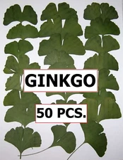 50 PCS Ginkgo Biloba Maidenhair Pressed Craft Leaves Flat and Green Nice Shapes