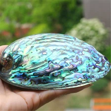 1x Natural Blue Abalone Shell Seashell Aquarium Fish Tank Nautical Decor 10-13cm