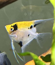 Live Freshwater Angelfish Yellow Black Pattern Tropical Peaceful Beginner