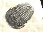 Big! 509 Million Year Old Elrathia Trilobite Fossil From Cambrian Utah 961gr *C
