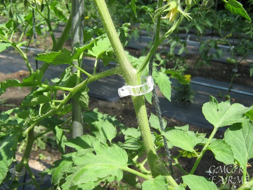 100 Tomato Clips 23 mm Trellis Support Vegetable Garden Plant Binder - Picture 2 of 6