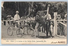 1905 Jacksonville Florida Vintage Postcard Oliver J. Harness Ostrich Farm Posted