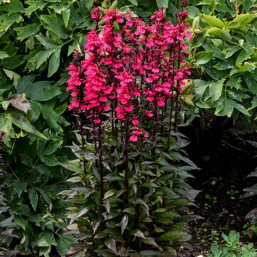 Lobelia 'STARSHIP DEEP ROSE' - Cardinal Flower. SPRING SHIPPING 2025 - Plants.